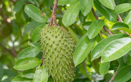 Unveiling the Marvels of Soursop: Health Benefits & Myths